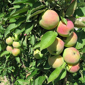 Яблоня колоновидная Трайдент Яблоня колоновидная Трайдент