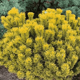 Сосна горная Carsten