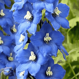 Дельфиниум  культурный Pacific Giant Blue Bird