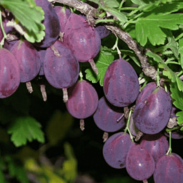 Крыжовник обыкновенный Черносливовый