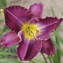 Лилейник гибридный Анчатед Вотерс