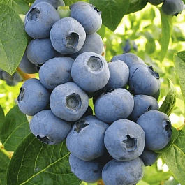 Голубика высокорослая Toro