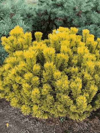 Сосна горная Carsten