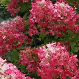 Гортензия метельчатая Diamant Rouge