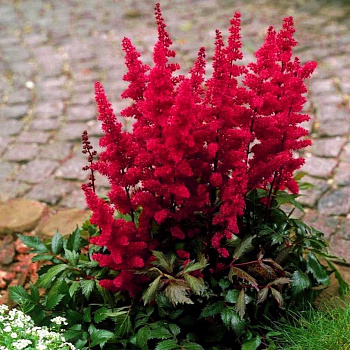 Астильба Арендса Этна