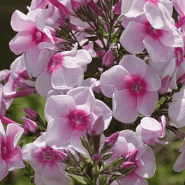 Флокс метельчатый Снегирь