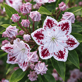 Кальмия широколистная Star Magic