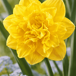 Нарцисс Eastertide