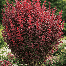 Барбарис Тунберга Red Pillar