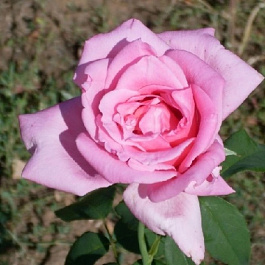 Роза чайно-гибридная Эйфель Тауэр