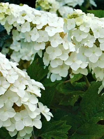 Гортензия дуболистная Snow Giant