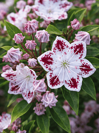 Кальмия широколистная Star Magic