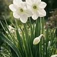 Нарцисс Falmouth Bay