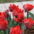 Тюльпан попугайный Rococo