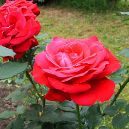 Роза чайно-гибридная Дам де Кер