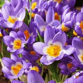 Крокус Ботанический Sieberi Tricolor