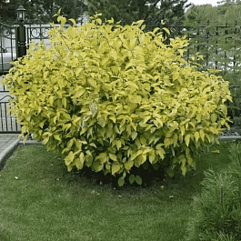 Дерен белый Aurea