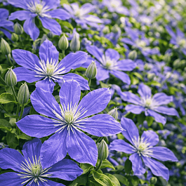 Клематис цельнолистный Arabella