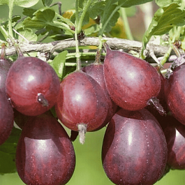 Крыжовник обыкновенный Серенада