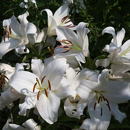 Лилия ОТ-гибрид Замбези Лилия ОТ-гибрид Замбези