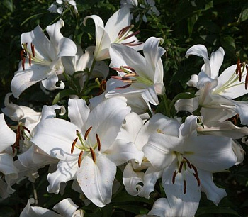 Лилия ОТ-гибрид Замбези