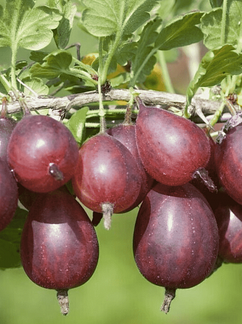 Крыжовник обыкновенный Серенада