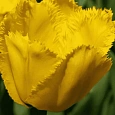 Тюльпан Crispy Mary