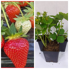 Земляника садовая Твист НАБОР 3ШТ