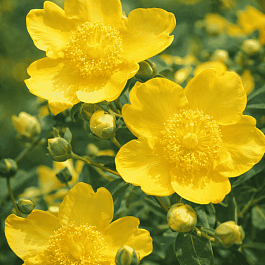 Зверобой Даммера Peter Dummer