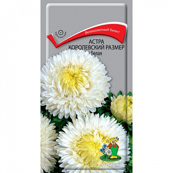 Астра королевский размер Белая