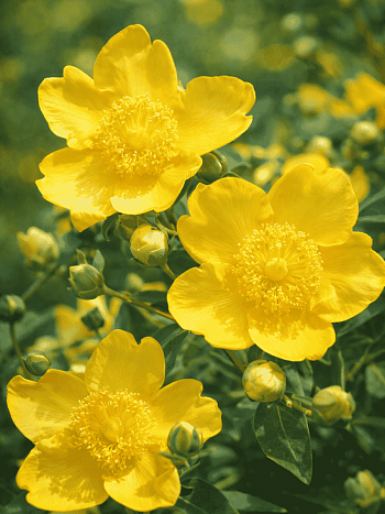 Зверобой Даммера Peter Dummer