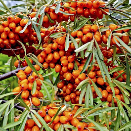 Облепиха Чуйская