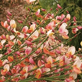 Ракитник венечный Zeelandia