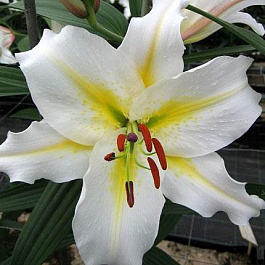 Лилия восточная Байкал Перл