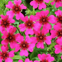 Лапчатка непальская Ron Mcbeath