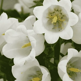 Колокольчик средний Campana Deep White