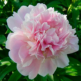 Пион травянистый Катерина Фонтейн