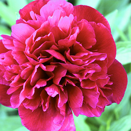 Пион травянистый Биг Бен