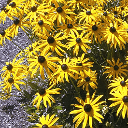 Рудбекия блестящая Goldsturm