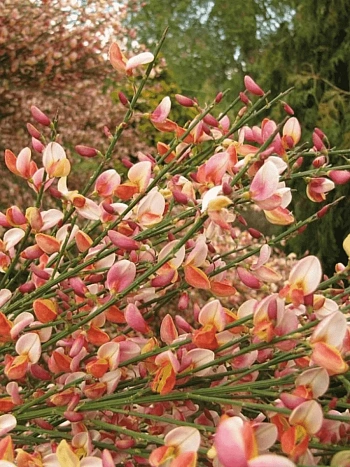 Ракитник венечный Zeelandia