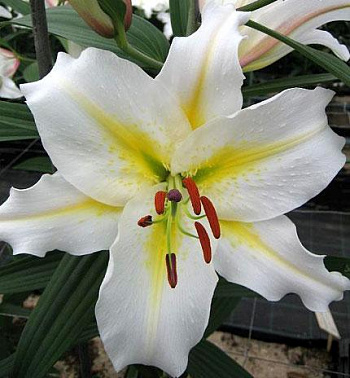 Лилия восточная Байкал Перл