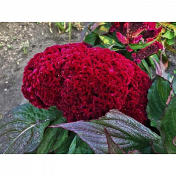 Целозия гребенчатая Дракула