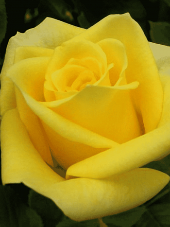 Роза чайно-гибридная Prado