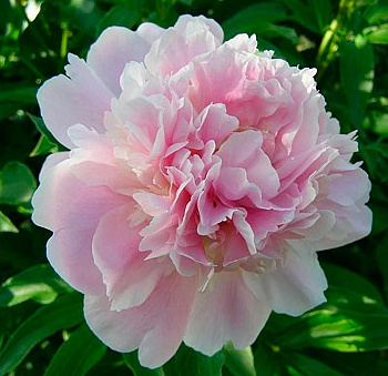 Пион травянистый Катерина Фонтейн