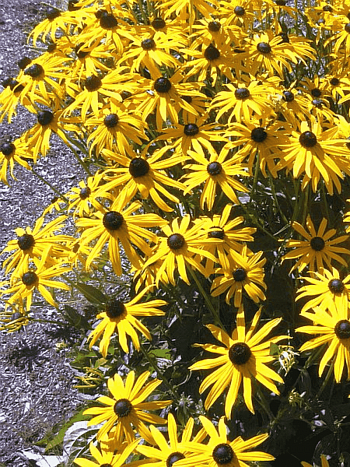 Рудбекия блестящая Goldsturm