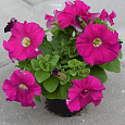 Петуния грандифлора Дримс Неон Роуз Петуния грандифлора Дримс Неон Роуз