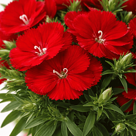 Гвоздика китайская Diana Scarlet