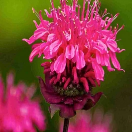 Монарда гибридная Pink Supreme