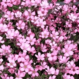 Гипсофила ползучая Rosea