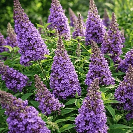Буддлея давида   Butterfly Candy® Lila Sweetheart